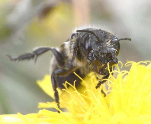 Osmia latreillei